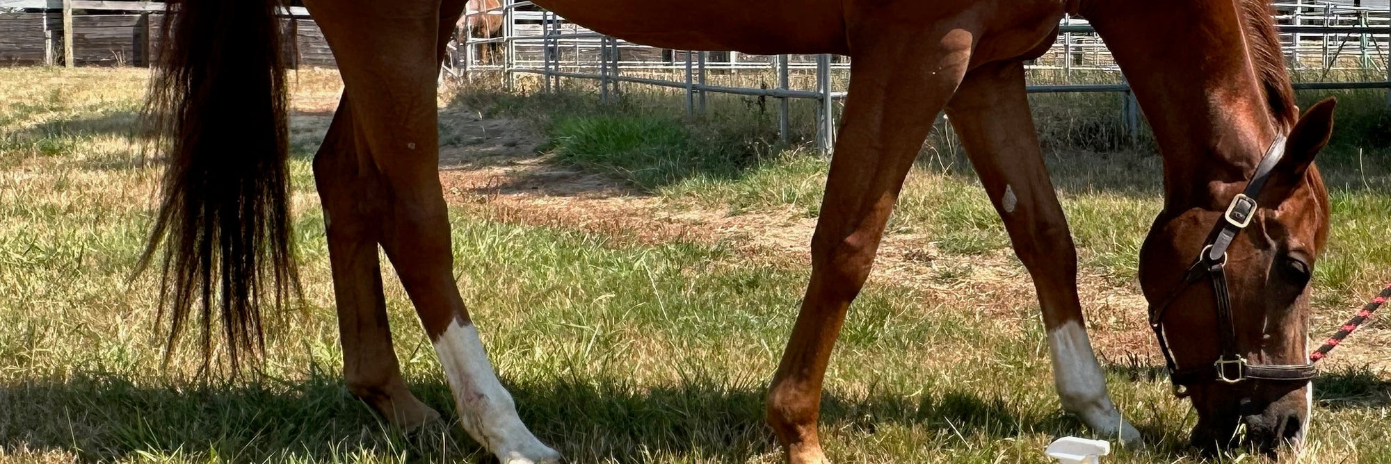 Spring Grass and Hoof Safety: What You Need to Know