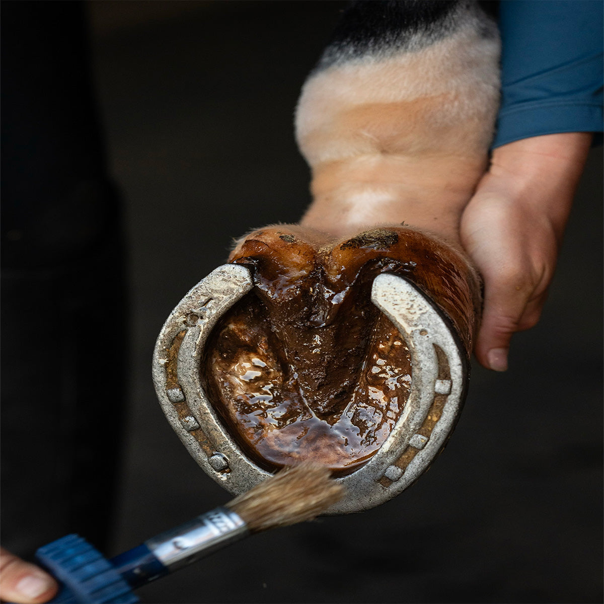 The Top 10 Ways to Care for Your Horse's Hooves