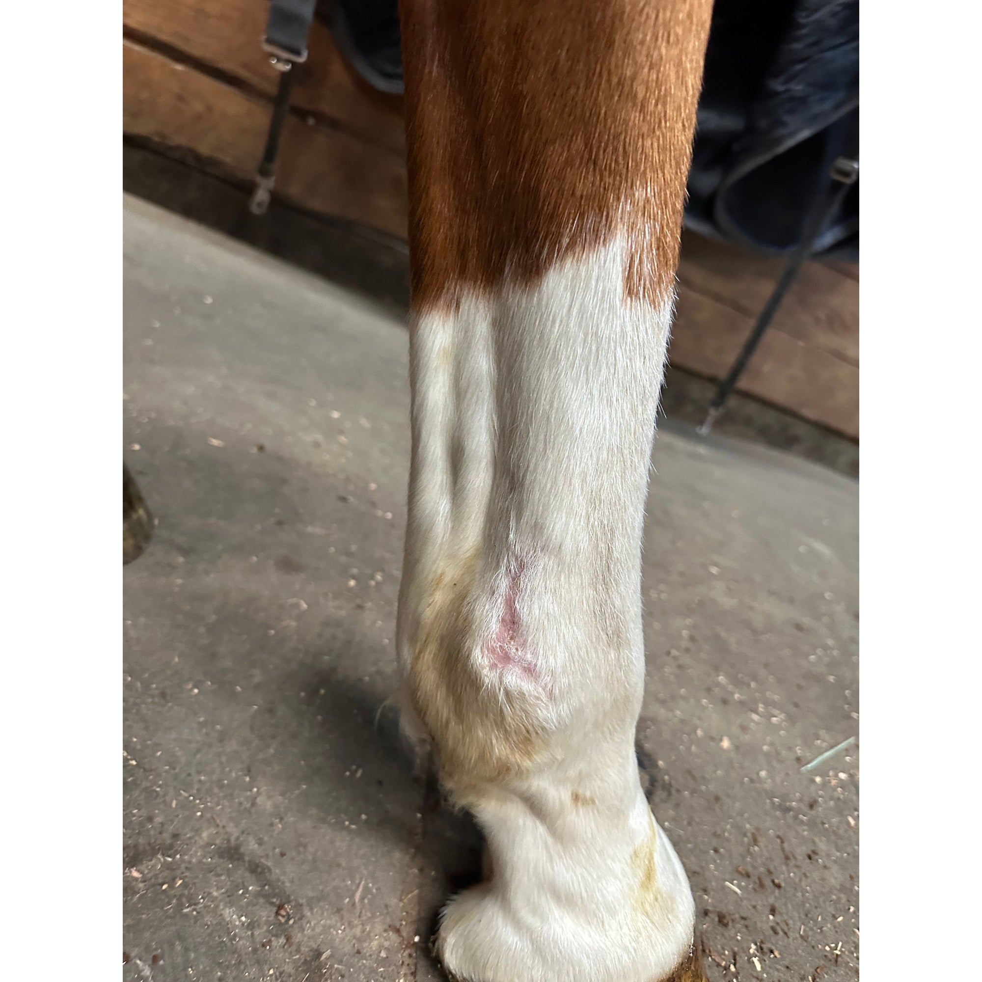 MAVRIK Hair, Coat and Scar Repair | Hair Regrowth Oil