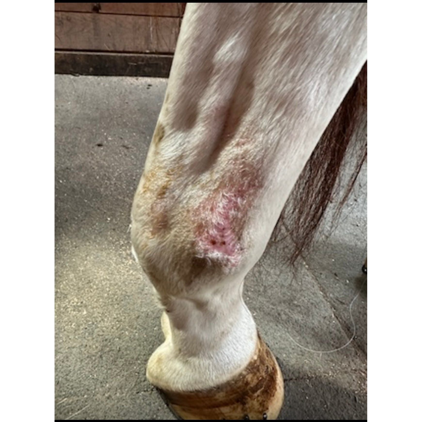 MAVRIK Hair, Coat and Scar Repair | Hair Regrowth Oil