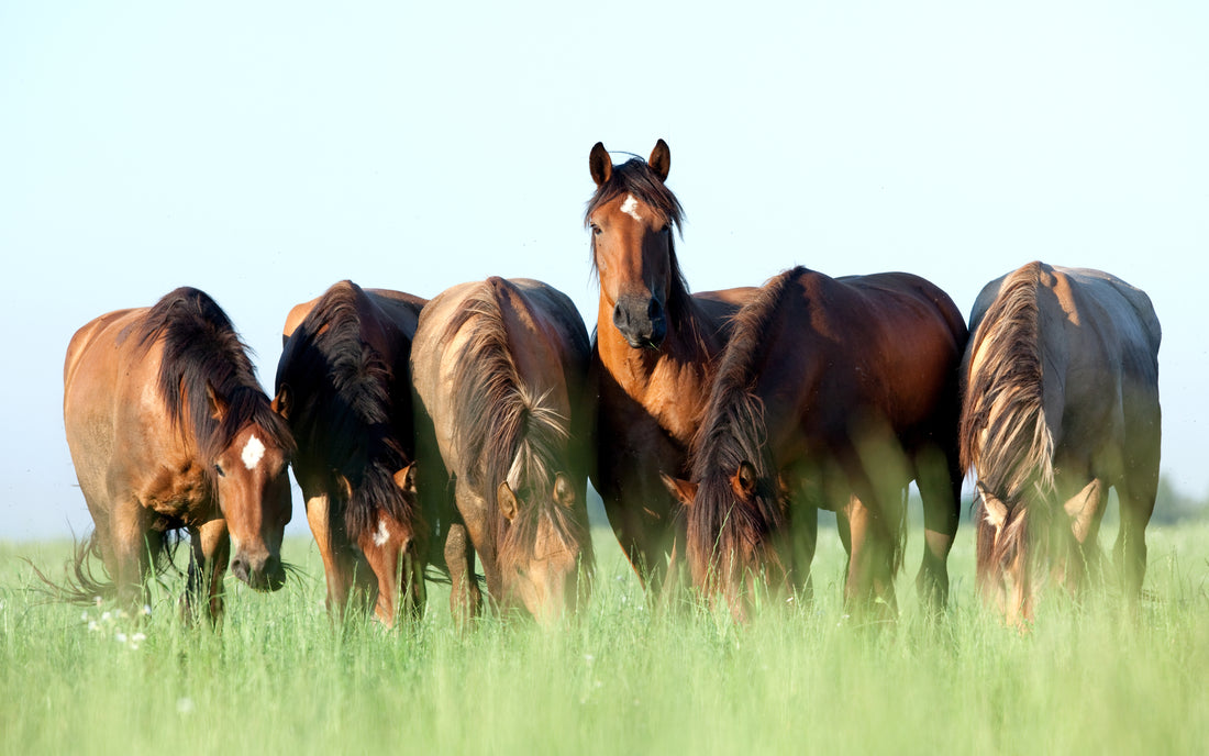 What is Sweet Itch in Horses and How to Treat it.